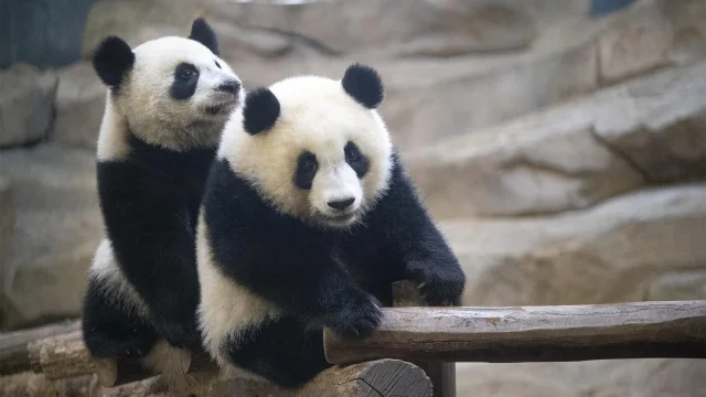Panda Binoculars Zooparc De Beauval