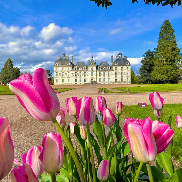 Le château de Cheverny, au premier plan des tulipes roses et blanches