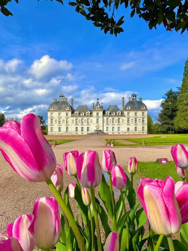 Le château de Cheverny, au premier plan des tulipes roses et blanches
