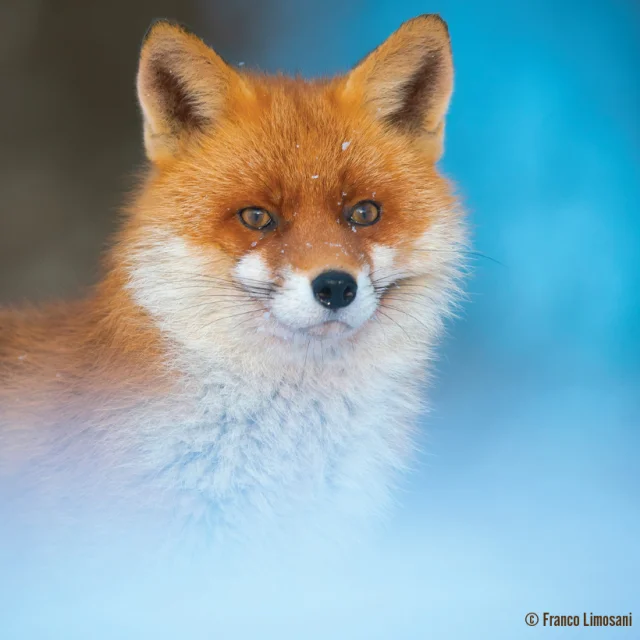Photographie d'un renard de Franco Limosani