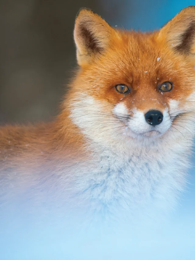 Photographie d'un renard de Franco Limosani