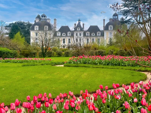 Les Tulipes roses à l'arrière du château de Cheverny
