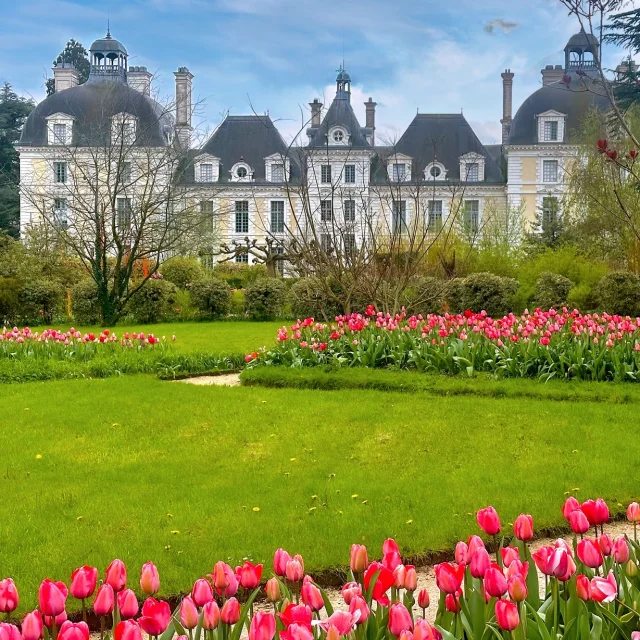 Les Tulipes roses à l'arrière du château de Cheverny