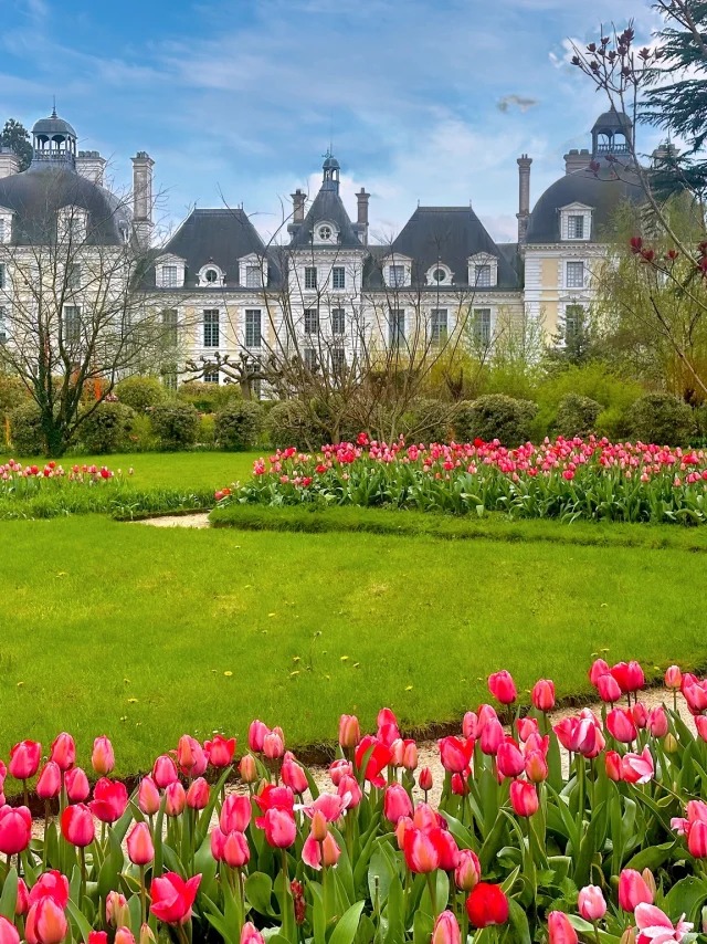Les Tulipes roses à l'arrière du château de Cheverny