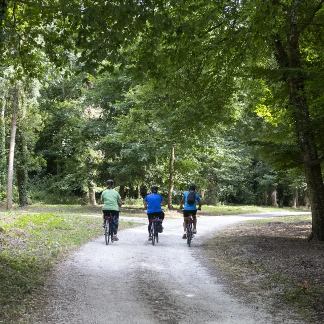 Balade à vélo en forêt