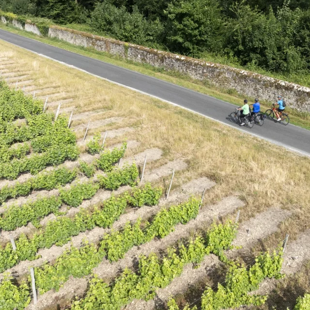 Balade à vélo dans les vigne